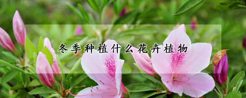 冬季種植什么花卉植物
