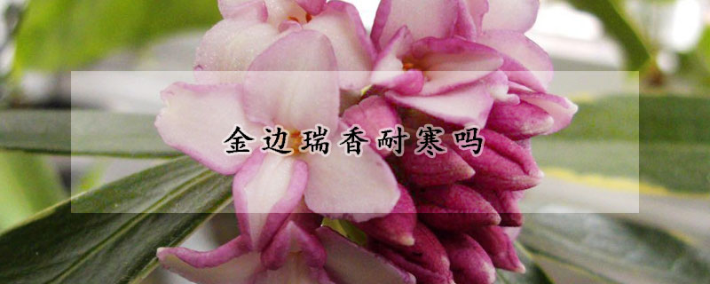 金邊瑞香耐寒嗎