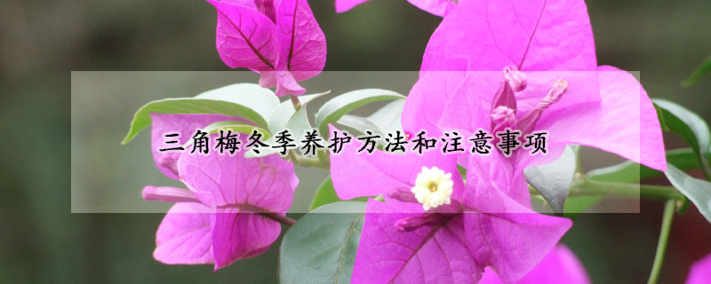 三角梅冬季養(yǎng)護方法和注意事項