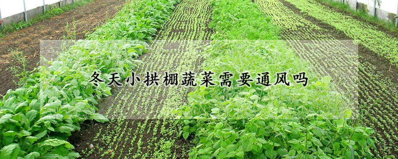 冬天小拱棚蔬菜需要通風(fēng)嗎