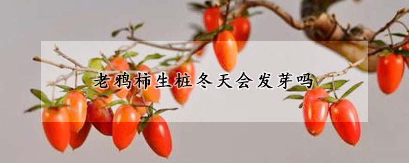 老鴉柿生樁冬天會(huì)發(fā)芽嗎