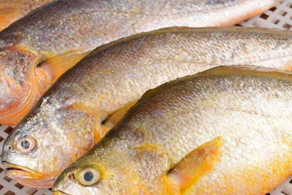 黃花魚是深海魚嗎