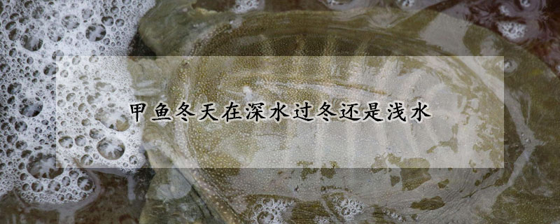 甲魚(yú)冬天在深水過(guò)冬還是淺水