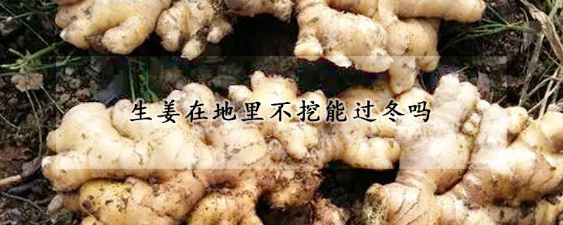 生姜在地里不挖能過冬嗎