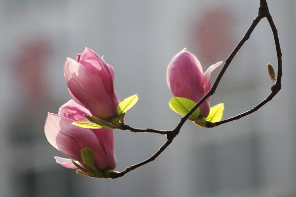 玉蘭花的寓意和風水 玉蘭花有什么寓意