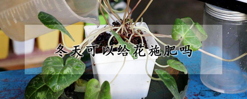 冬天可以給花施肥嗎