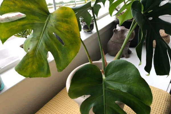 臥室擺放什么植物最好 最適合放在臥室的植物