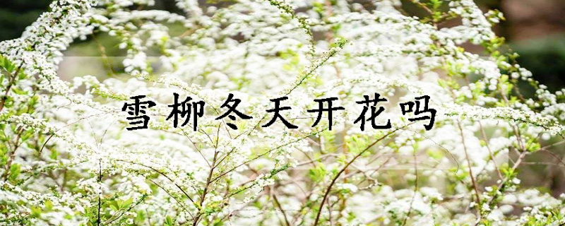 雪柳冬天開花嗎