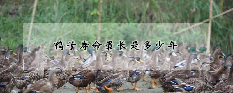 鴨子壽命最長是多少年
