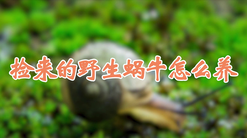撿來的野生蝸牛怎么養(yǎng)