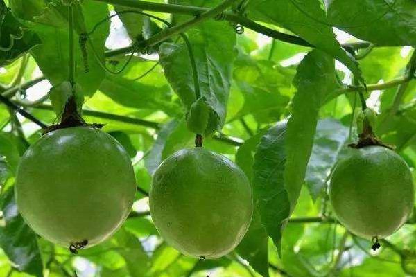 百香果家庭種植方法