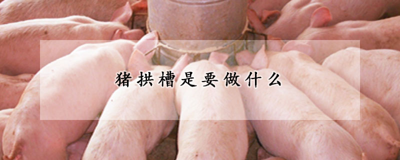 豬拱槽是要做什么