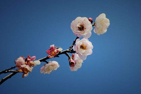 家里養梅花不吉利 家里養梅花真的不吉利嗎