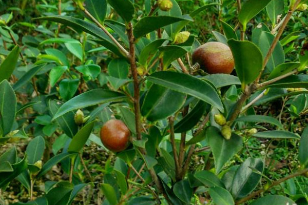 油茶樹(shù)苗價(jià)格 2022油菜苗價(jià)格6-8元一棵