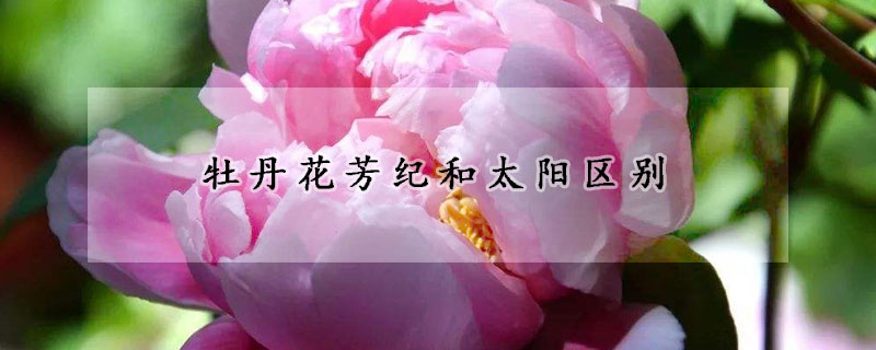 牡丹花芳紀(jì)和太陽區(qū)別