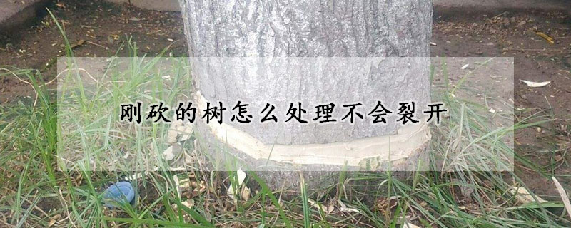 剛砍的樹怎么處理不會裂開