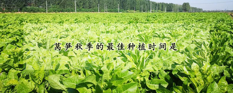 萵筍秋季的最佳種植時(shí)間是