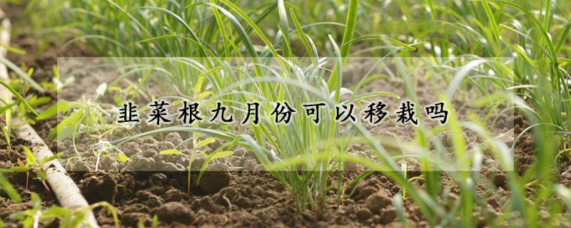 韭菜根九月份可以移栽嗎