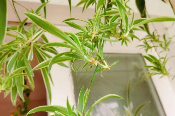 什么植物凈化空氣最好 凈化空氣的植物有哪些