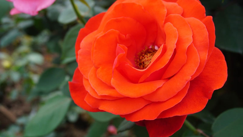 月季花是什么顏色