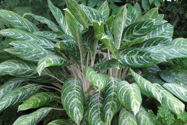 家里種什么花最好 家里養什么花比較好