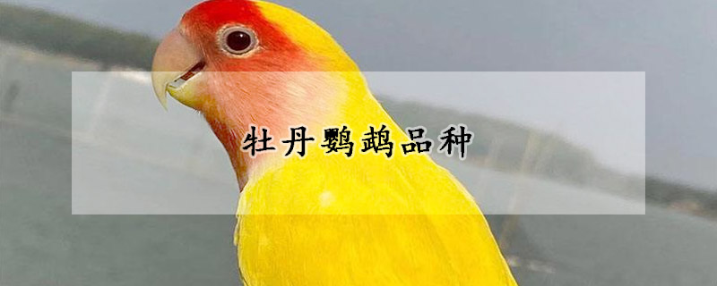 牡丹鸚鵡品種
