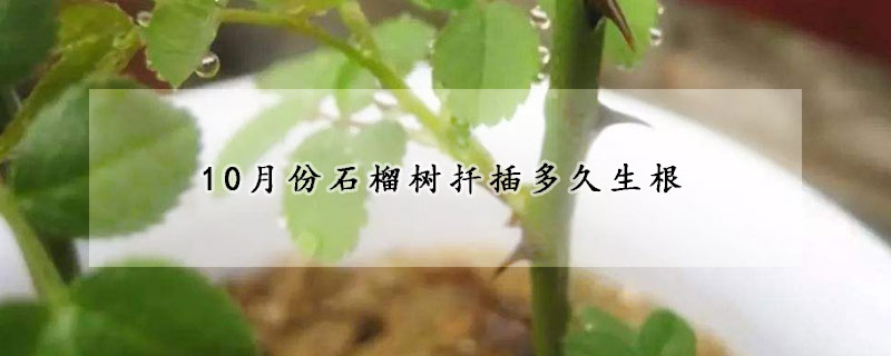 10月份石榴樹扦插多久生根