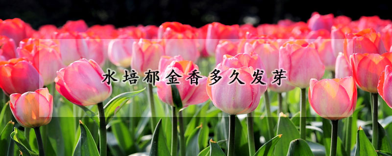 水培郁金香多久發芽