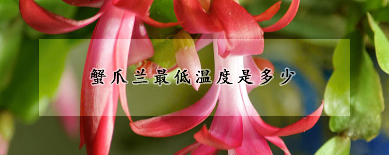 蟹爪蘭最低溫度是多少