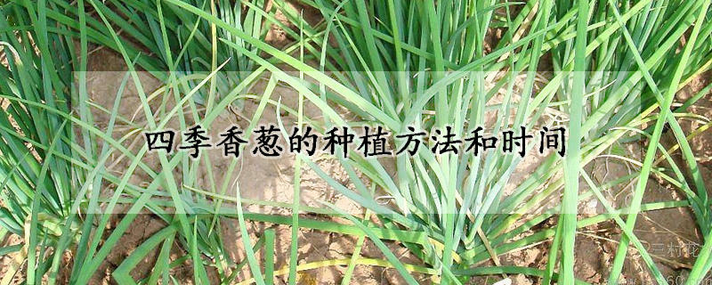 四季香蔥的種植方法和時間
