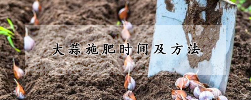 大蒜施肥時(shí)間及方法