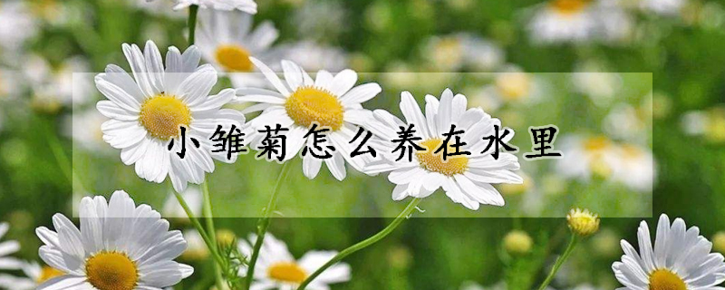 小雛菊怎么養(yǎng)在水里