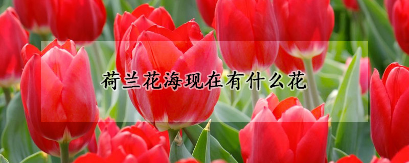 荷蘭花?,F在有什么花