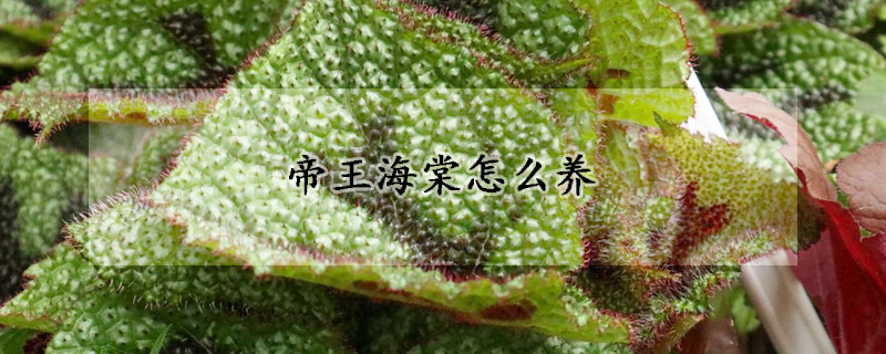 帝王海棠怎么養(yǎng)