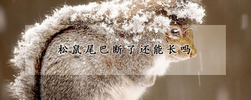 松鼠尾巴斷了還能長嗎