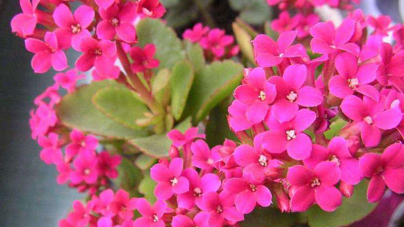 臥室里放什么鮮花好