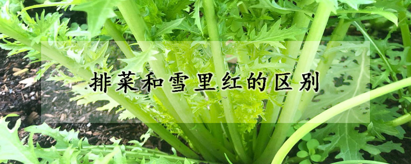 排菜和雪里紅的區別