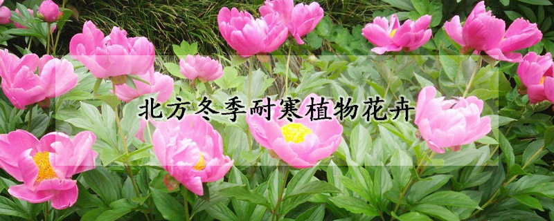 北方冬季耐寒植物花卉