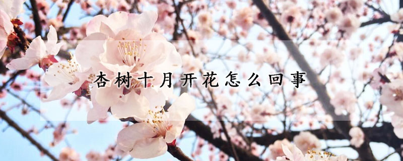 杏樹十月開花怎么回事
