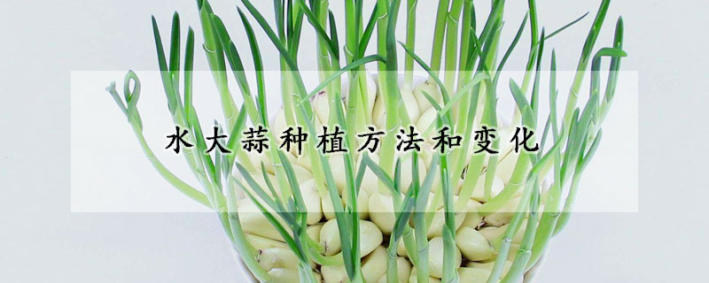 水大蒜種植方法和變化