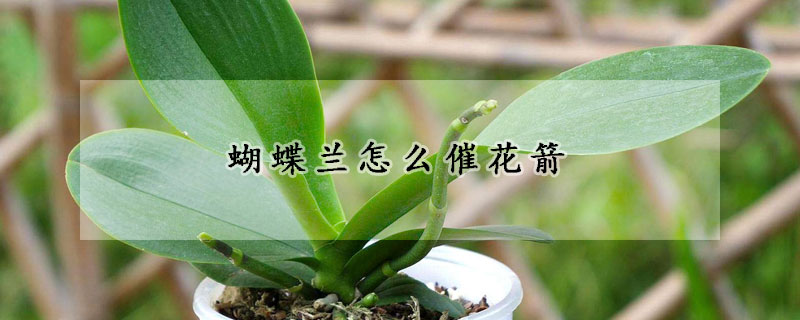 蝴蝶蘭怎么催花箭