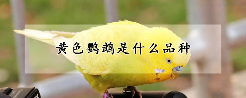 黃色鸚鵡是什么品種