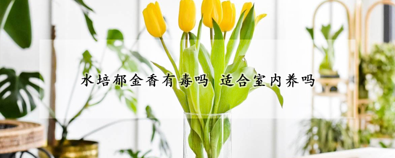 水培郁金香有毒嗎 適合室內養嗎