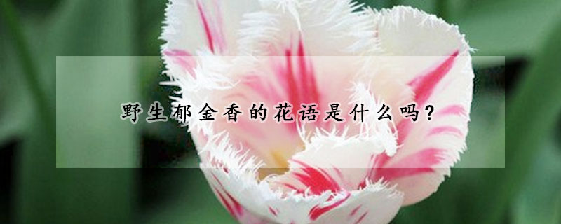 野生郁金香的花語是什么嗎?