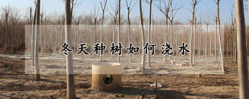 冬天種樹如何澆水