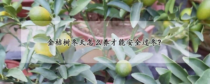 金桔樹(shù)冬天怎么養(yǎng)才能安全過(guò)冬?