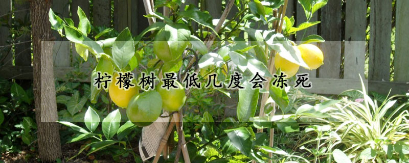 檸檬樹(shù)最低幾度會(huì)凍死