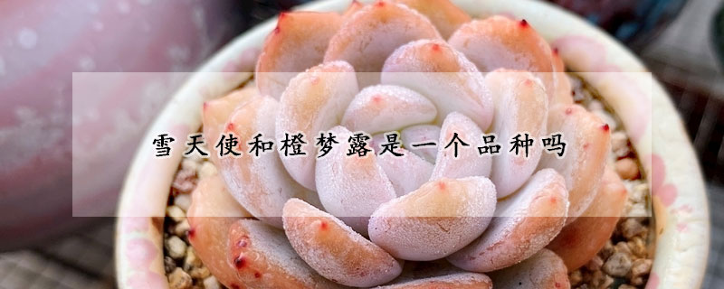 雪天使和橙夢露是一個品種嗎