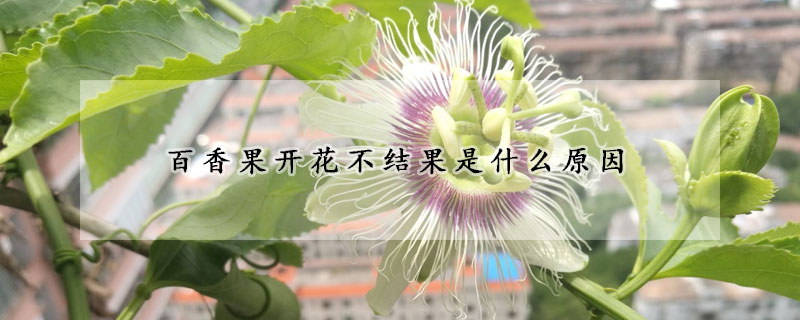 百香果開花不結果是什么原因