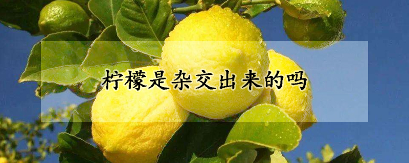 檸檬是雜交出來(lái)的嗎